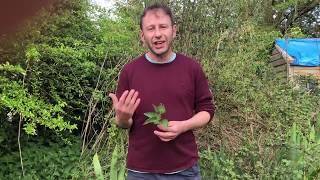 Wild Food UK, Back to Basics Part 2