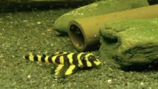 L168 pleco (Butterfly pleco) (Dekeyseria brachyura) (part 1)