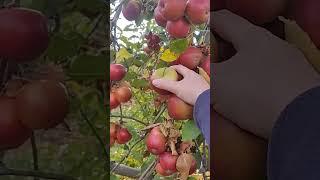 picking harvesting apples    #garden #fruit #shortvideo #harvest