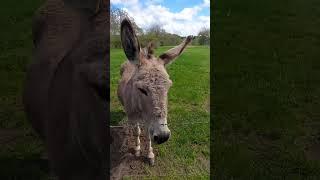 PETITE VISITE AUX 5 ÂNES EN MARGERIDE