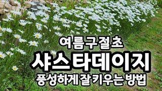 데이지/샤스타데이지. 여름구절초 풍성한꽃 즐기기 노지월동 잘되고 번식력 우수 건조에도 강함 넓은정원에 군락으로 심으면 좋아요. 숙근성이라 매년 풍성