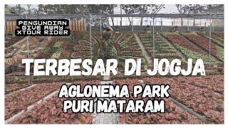 Taman Tanaman Hias AGLONEMA Terbesar di Jogja