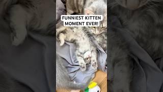 FUNNIEST KITTEN MOMENT EVER! #shorts #funnykittens #catshorts