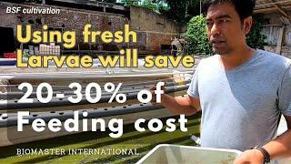 Using fresh maggot will save 20-30% of feeding cost | Maggot bsf cultivation