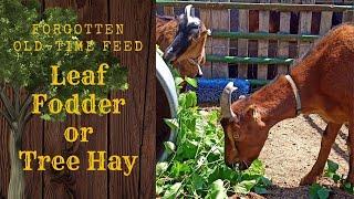 #372 A Forgotten Feed - Leaf Fodder - Tree Hay