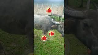 the carabao ..# whengfranz blog #vlog2