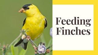 Finches: Attract These Fun birds To Your Yard