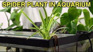 How To Propagate Spider Plants For Aquariums!