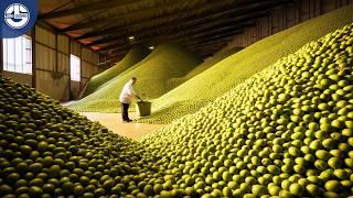 Harvesting MILLIONS Of TONS Of Olives To Produce Expensive Olive Oil