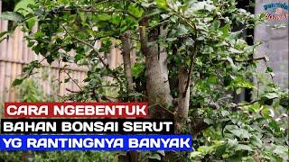 Membuat bonsai serut dengan perantingan yang banyak