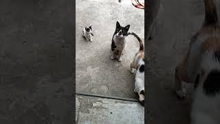 Homeless Poor Stray Cats Family 