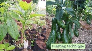 Avocado Grafting Technique ( bud graft & V graft)