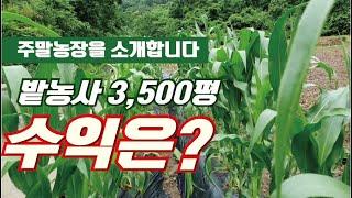 [도탈남]초보도시농부 주말농장 밭3500평, 논2300평 일 년 수익은 얼마나 될까?