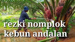 panen sawit di kebun andalan rejeki nomplok buah nya numpuk