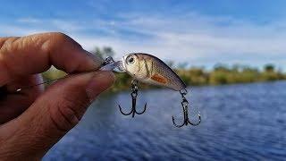 Tiny Lure Challenge!! Micro Crankbait Catches Tons Of Fish!