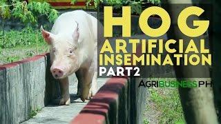 Hog Artificial Insemination Part 2 : Hog Artificial Insemination | Agribusiness Philippines