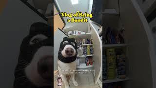 Dog Agent & Cat Sidekick: The Great Global Heist Adventure!