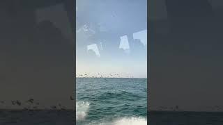 #thunder#rain #rainsounds #relaxing #whitenoise #sounds4sleeping #seasounds #sleepsounds #viralvideo