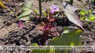 Plant sødkartofler i din køkkenhave