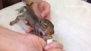 #Wildcare cares for baby #squirrels #SanRafael @marinij #marin