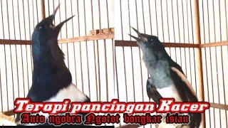 Kacer betina full emosi bongkar birahi memancing poci jantan || pancingan Kacer jitu