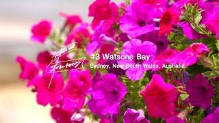 YAMAHA MOTOR Journey 「#3 Watsons Bay, Australia」