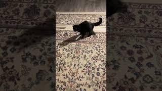 Cat Diary #2 Morning Play Time