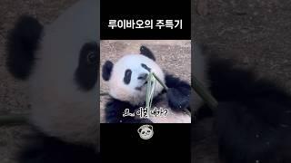 [] 너무 잘한다… | #루이바오 #ruibao #panda