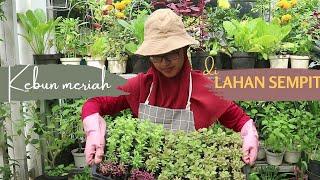 GARDEN TOUR & BERKEBUN DI LAHAN SEMPIT PAS MUSIM HUJAN