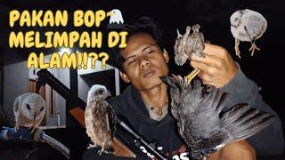 NGEBOLANG Burung Malam Hari Untuk Pakan BOP ||(ELANG/ALAP-ALAP)