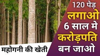 महोगनी की खेती बनाएगी करोड़पति। महोगनी की खेती। महोगनी की खेती कैसे करें।Mahogany ki kheti kaise ।