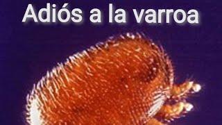 Combatiendo varroa con orégano