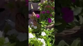 Готовить я люблю много и вкусно #garden #жизньзагородом #рецепты #огород #shorts