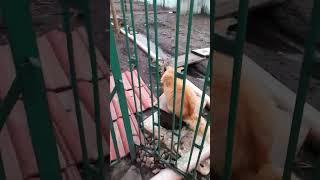 Дарите друг-другу любовь #живаядуша #всемдобра #беларусь #любовь #рыжик 