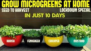 How to Grow Microgreens from Seed to Harvest | LOCK DOWN SPECIAL