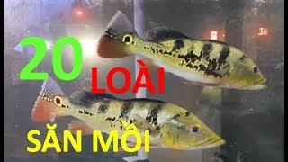 20 LOÀI CÁ SĂN MỒI NHIỀU NGƯỜI TÌM MUA NHẤT - 0946 033 334 - 0972 722 560