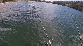 Brown Trout On Sierra Slammers 2" Mini Swimbaits