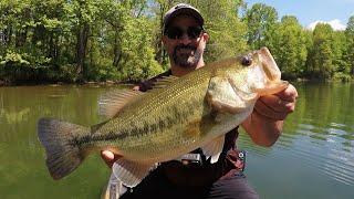 Bass Fishing for ULTRA SHALLOW Post Spawn Cruisers & Bed Guarders