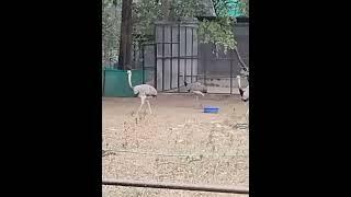 Tauba ye#song #ostrich#birds#animals