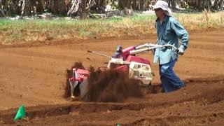 4 - The Ginger Project: Cultural Practices