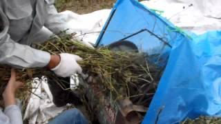 Japanese Pedal Powered Grain Thresher