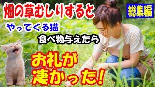 畑の草むしりをしているとやってきてじっと見つめる野良猫。食べ物与えたらお礼に変なモノを持ってきて..【猫の不思議な話】【総集編】