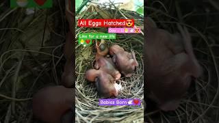 Day 11- Egg Hatched Babies born #viral #birds #shorts #youtubeshorts #video #nature #birds