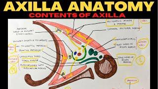 Axilla Anatomy (2/2) | Contents of Axilla | Upper Limb Anatomy