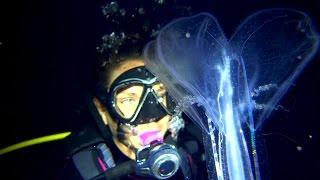 Blackwater Diving Kona, Hi - Pelagic Fish, Siphonophores, Jelly Fish & More with Kona Honu Divers