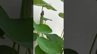 Lotus from seeds to Flower #plants #farming #flowers #shorts #shortsvideo #fun #gardening #fish