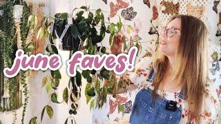 June 2024 Houseplant Favorites | HUGE Blooming Hoya and more!!!!