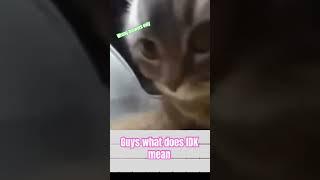 Wrong answer only #subscribe #yt #audio #like #ytshort #editing #cat #funnycat #idk #mean #wrong #an