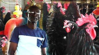 How To Became a Millionaire by Local Chicken Farming In Uganda
