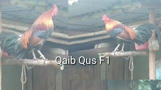 Qaib Qus F1 Qua Tsuag,Qua Zoo Dib Tuaj Ceev Heev 25/6/2024.